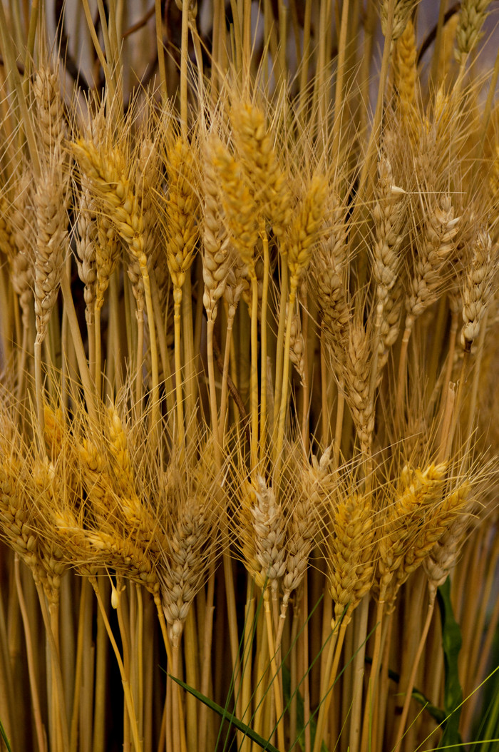 暗色调成熟的麦子摄影图