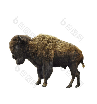 美国野牛动物摄影图