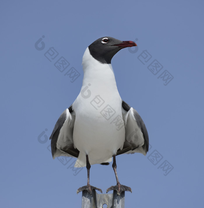 站立的白色海鸥摄影图