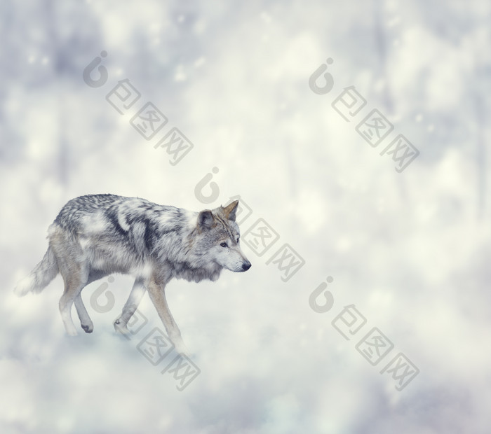 冬天行走的雪狼摄影图