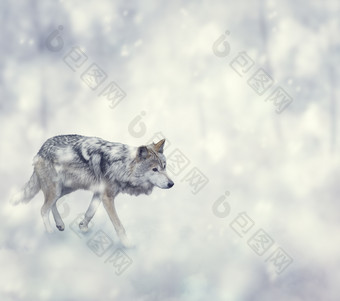 冬天行走的雪狼摄影图