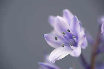 开花的紫色小花花朵