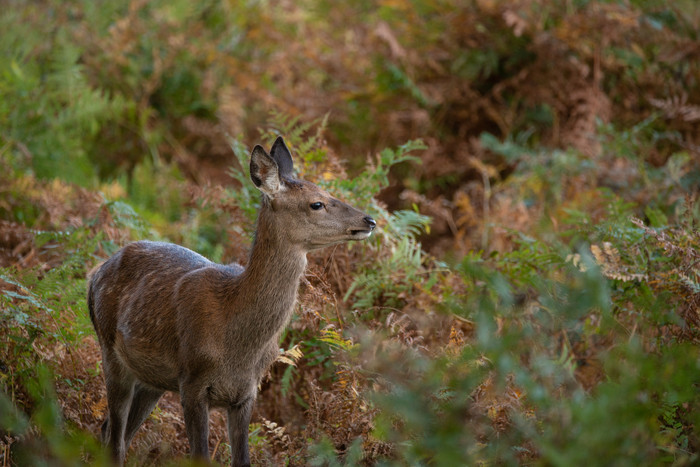 野外的一头驼鹿摄影图