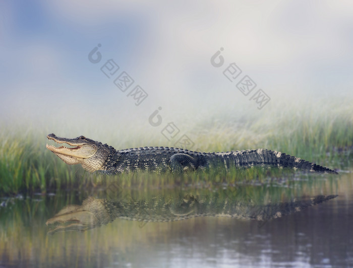 暗色调水边鳄鱼摄影图