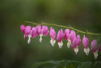 花枝上的红色<strong>铃</strong>铛花