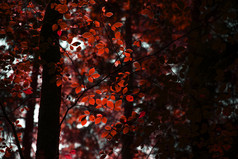 秋日风景优美的枫树
