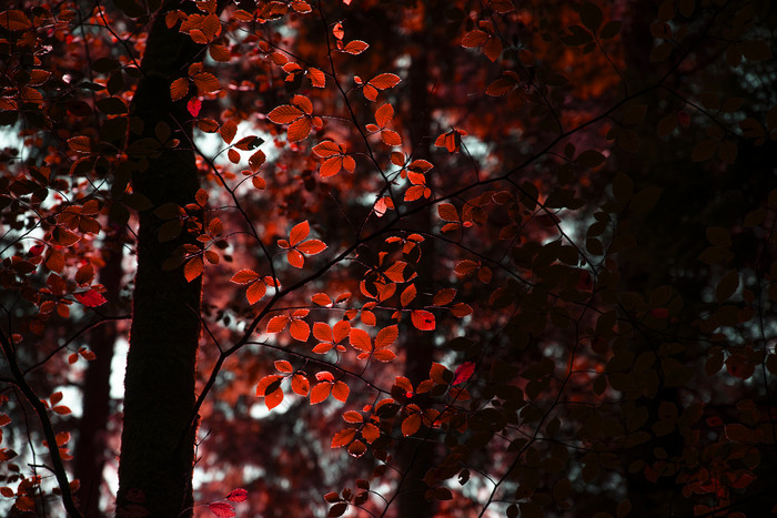 秋日风景优美的枫树