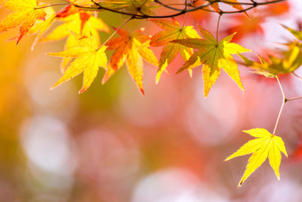 <strong>秋天</strong>树枝上的黄色枫叶