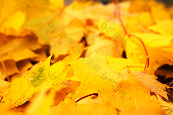 暗色调秋天的落叶摄影图