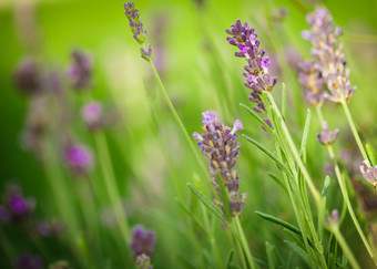 草地上的紫色花枝图片