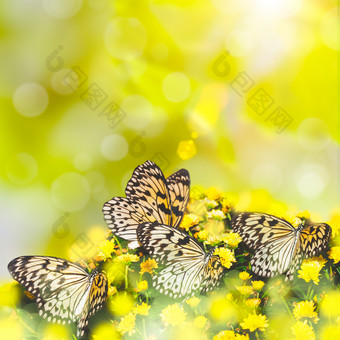 阳光下花丛中的蝴蝶