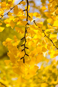 秋天黄色叶子树枝