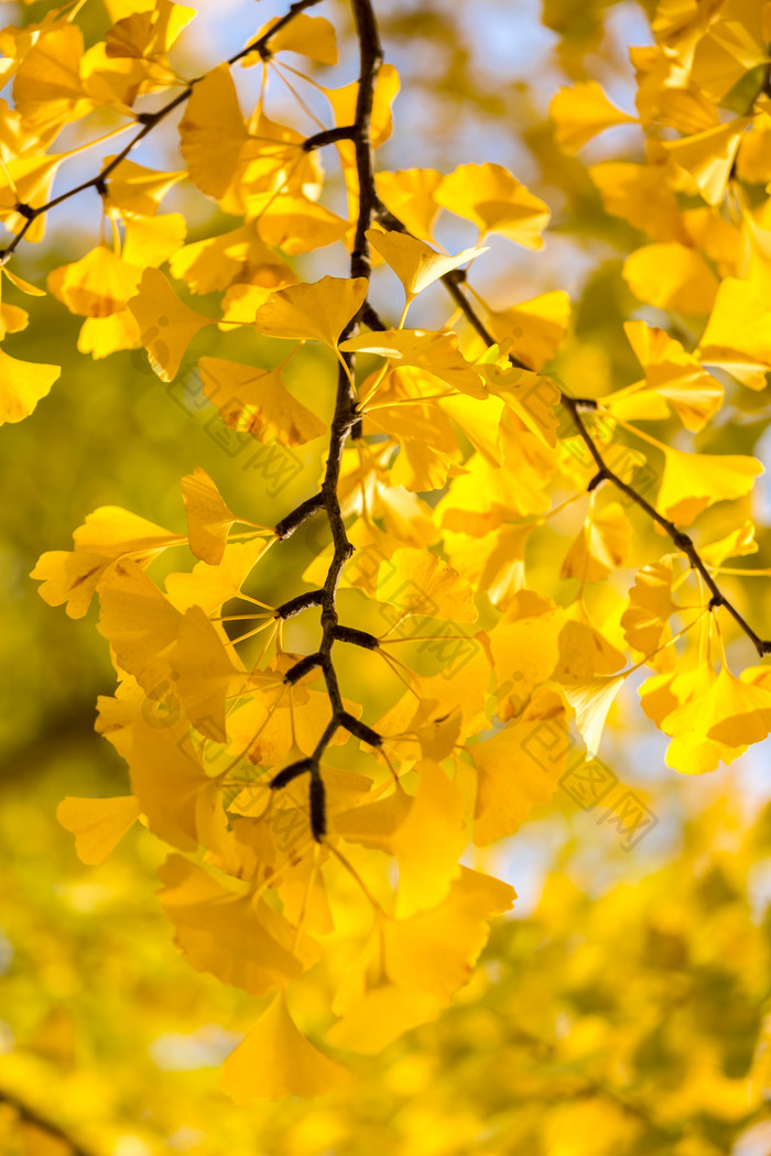 秋天黄色叶子树枝