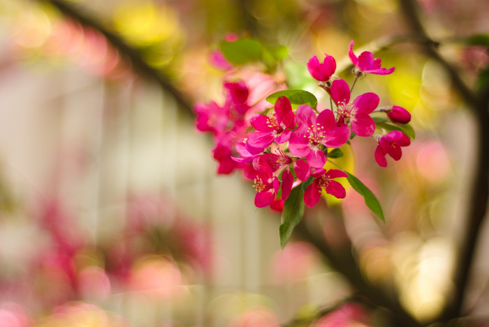 盛开的红色小花花卉