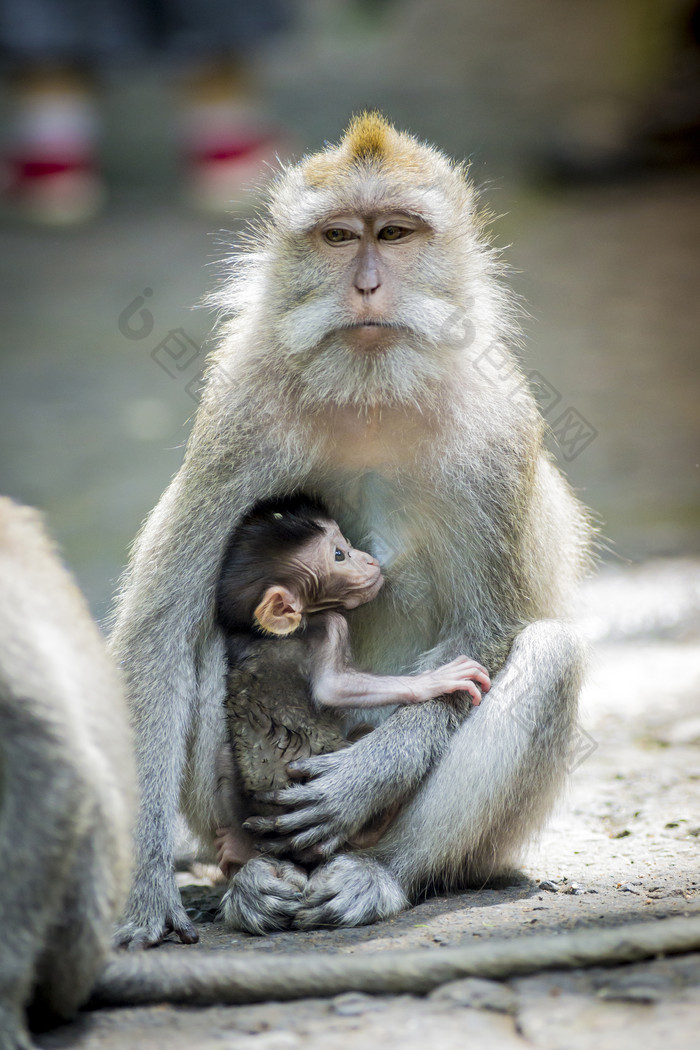 吃母乳的猴子摄影图