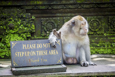 保护动物猴子摄影图