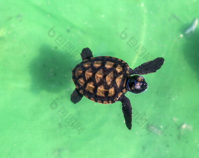 绿色海水里的小海龟
