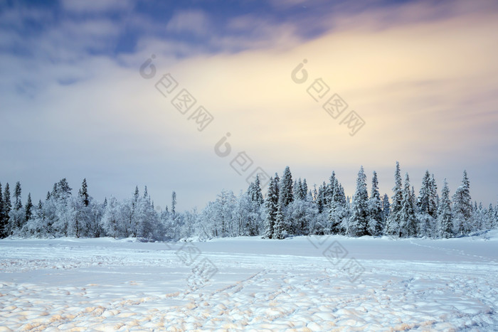 冬天雪景树木摄影图