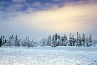 冬天雪景树木摄影图