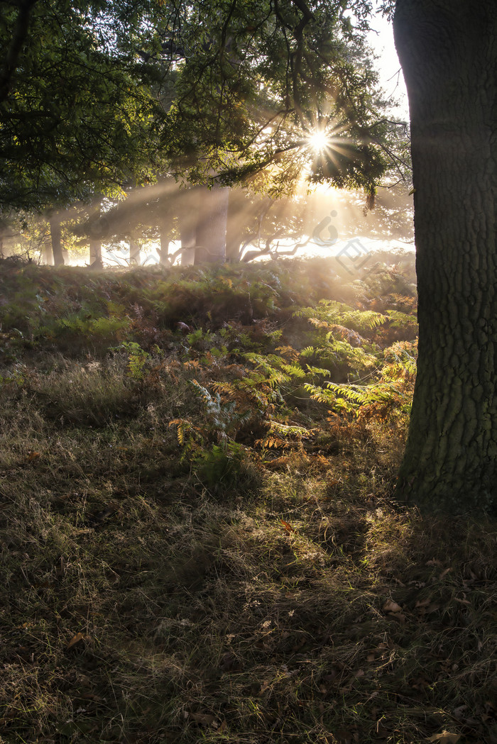 深色被阳光透过的树林摄影图
