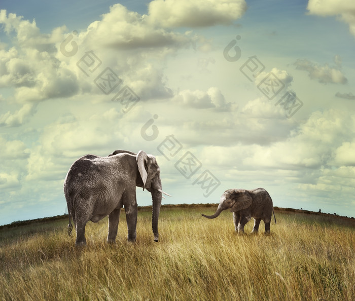 暗色调草地中两头大象摄影图