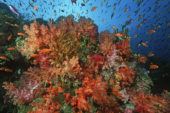 海洋生物珊瑚鱼群