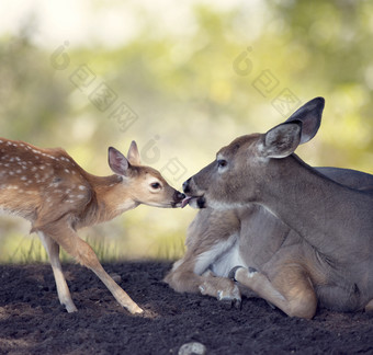 小鹿趴在土地上和鹿宝宝亲亲