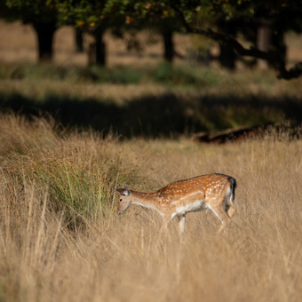 野外吃草的小鹿摄影图