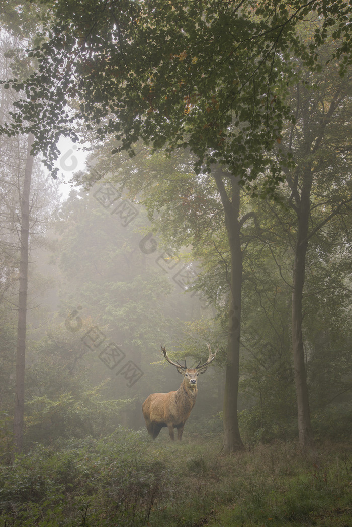 起雾的树林中的小鹿