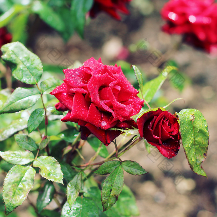 生长的红色玫瑰花