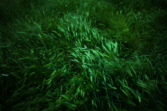 绿色调草地摄影图