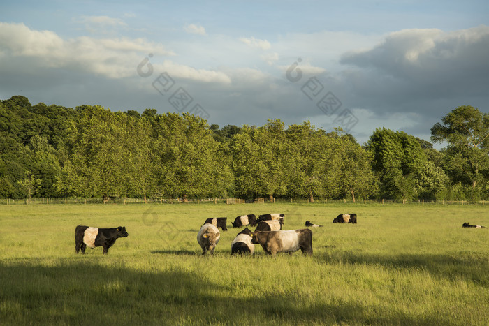 清新野外放牛摄影图