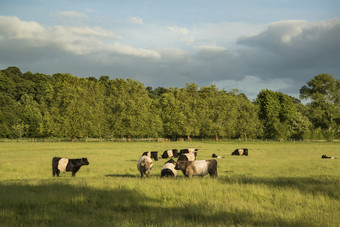 清新野外放牛摄影图