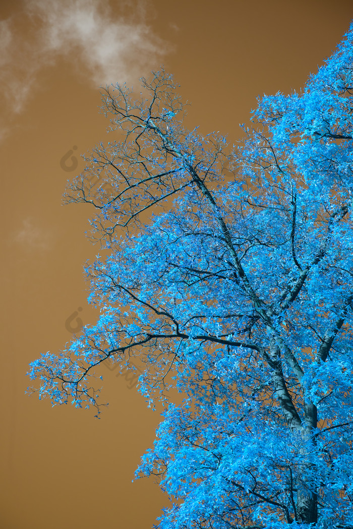 天空下的蓝色树木