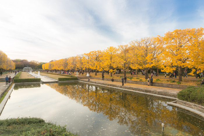 秋季公园水边的树木