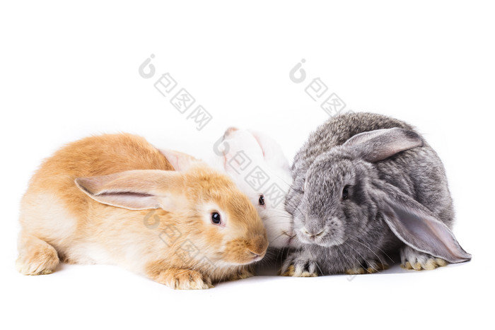 可爱的兔子动物摄影图