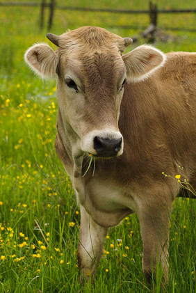 农场上的牛摄影图