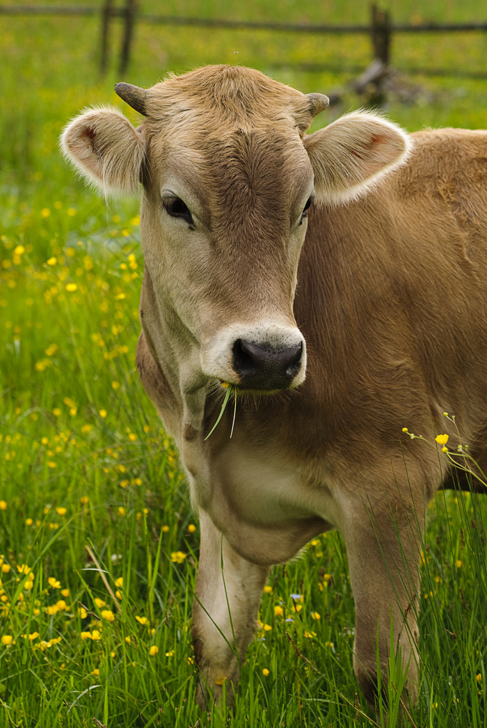 农场上的牛摄影图