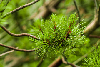 云杉树枝<strong>植物</strong>摄影图