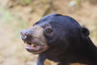 黑熊野生动物摄影图
