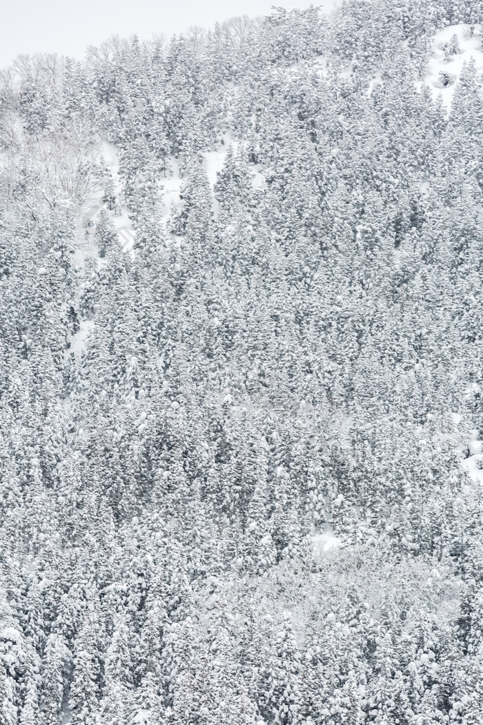 冬天雪山森林摄影图