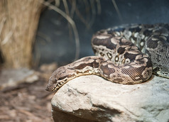 暗色调一只大蟒蛇摄影图