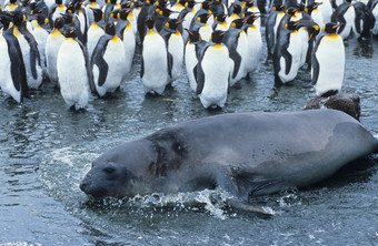 南极洲上的动物摄影图
