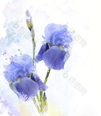 水彩蓝色<strong>花朵摄影图</strong>