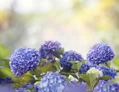蓝色绣球花花朵花卉
