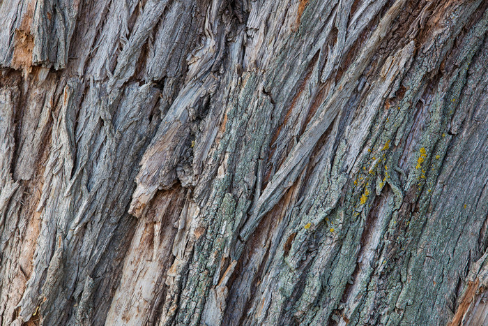 粗糙的树皮摄影图