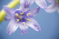紫色花朵花蕊摄影图