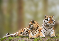 哺乳动物老虎摄影图