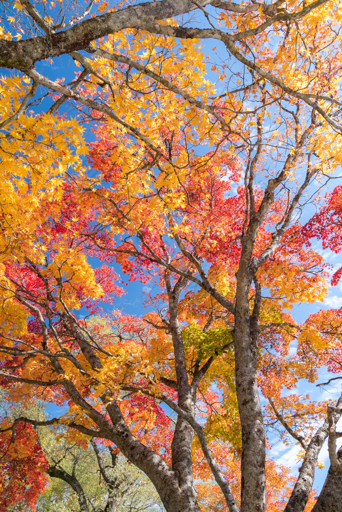 秋天荒野大树摄影图
