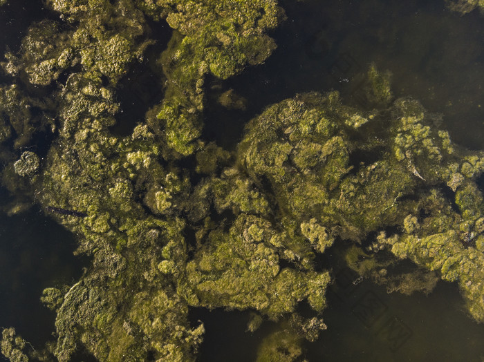 湖里长满苔藓的石头